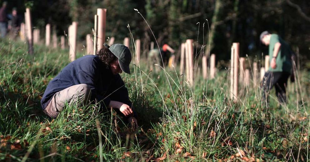 Rewilding through tree planting by Ambios on The Sharpham Estate