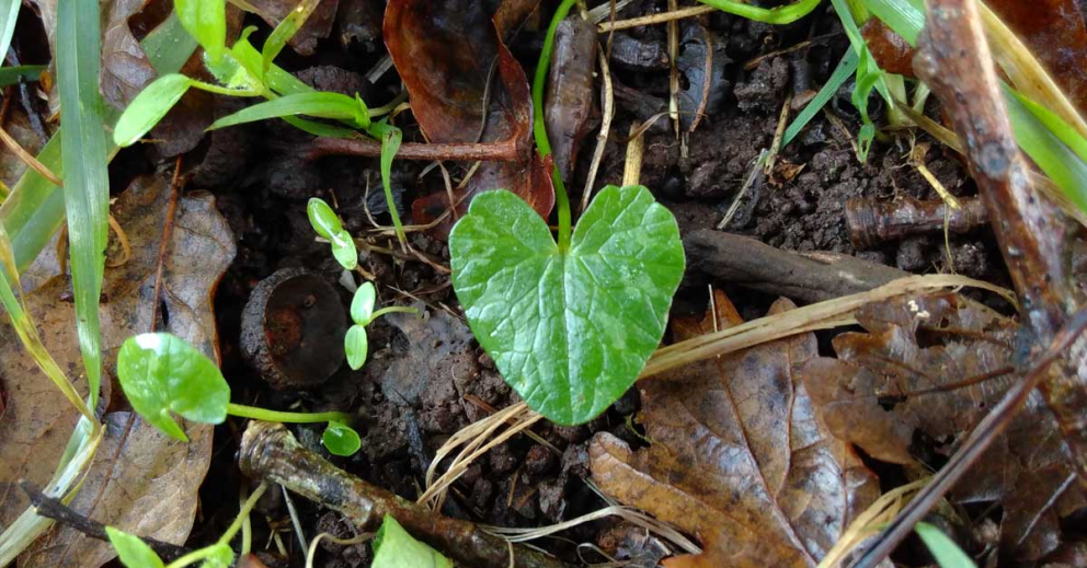 Love nature - heart-shaped celandine leaf at Sharpham