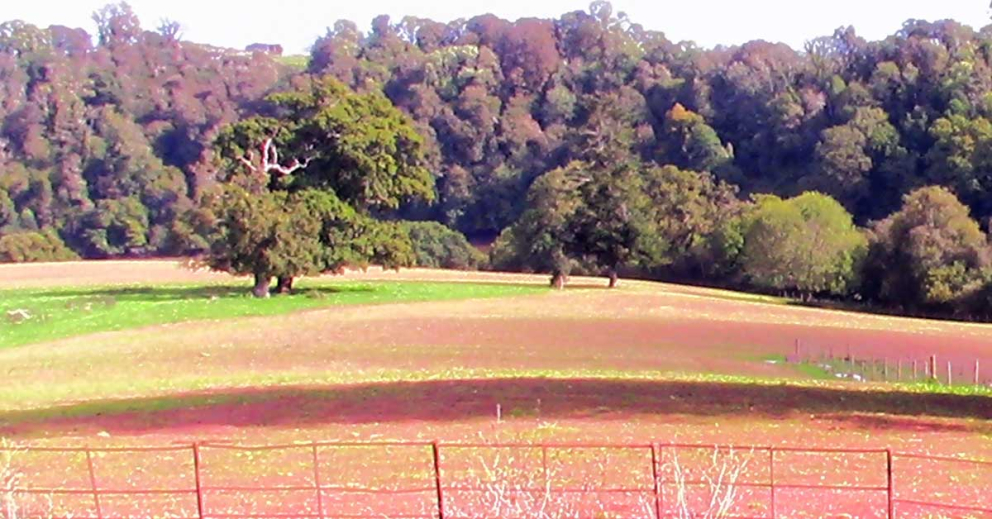 Creating a new wildflower meadow at The Sharpham Trust