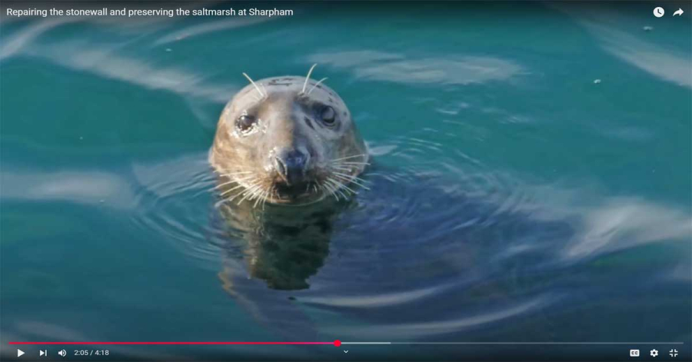 A grey seal in the River Dart at Sharpham