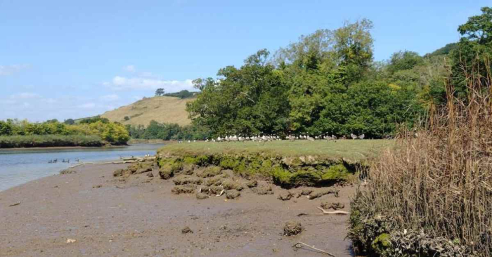 Saltmarsh on the River Dart