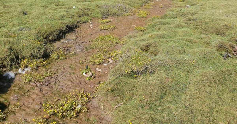 Buttonweed at saltmarsh on the River Dart near mindfulness retreat centre The Sharpham Trust
