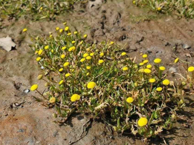 Buttonweed at saltmarsh on the River Dart near mindfulness retreat centre The Sharpham Trust