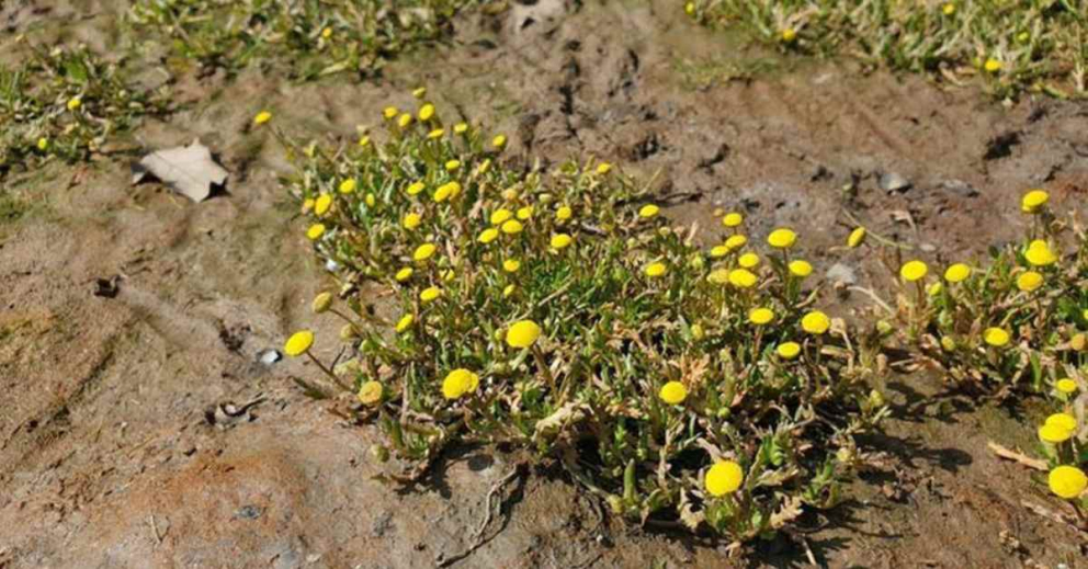 Buttonweed at saltmarsh on the River Dart near mindfulness retreat centre The Sharpham Trust