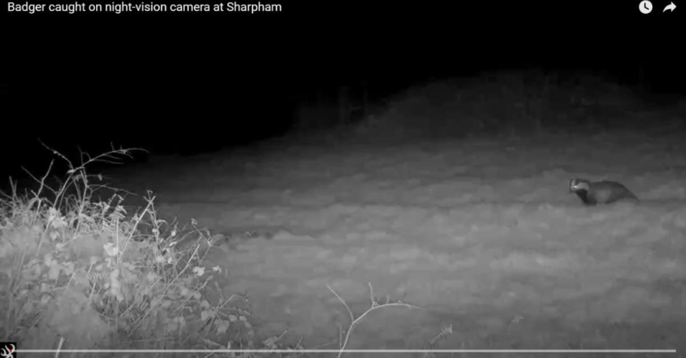badger in night-vision cameras