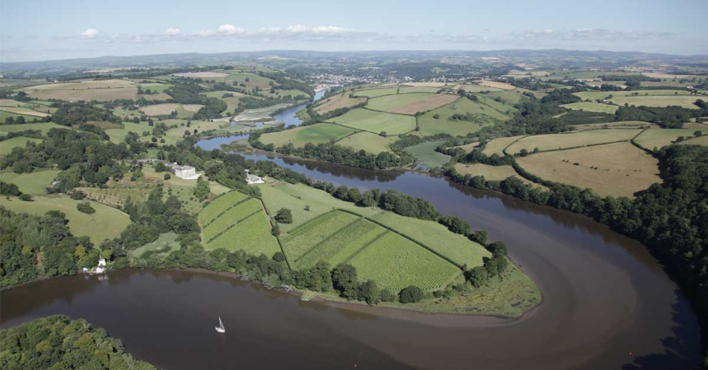 Sharpham Vineyard in 2015
