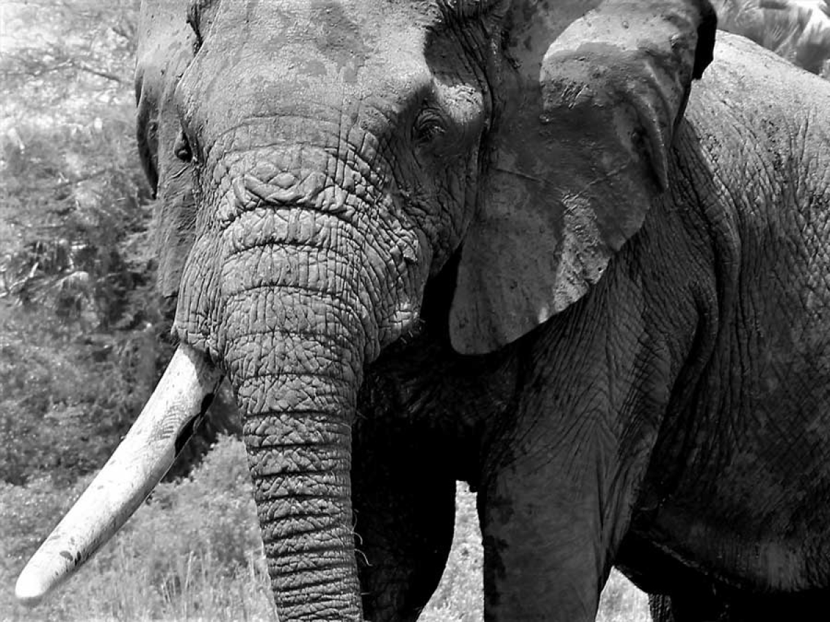 Elephant in Zambeza National Park