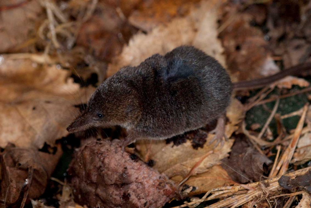 More small mammals like this common shrew have appeared, thanks to rewilding efforts at Sharpham
