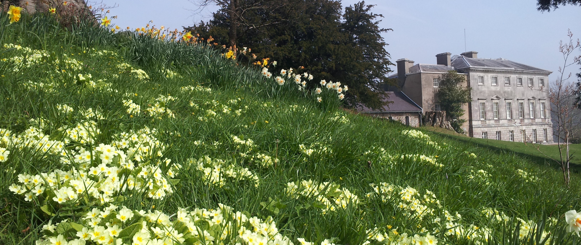 Spring flowers on a lawn beside Sharpham House