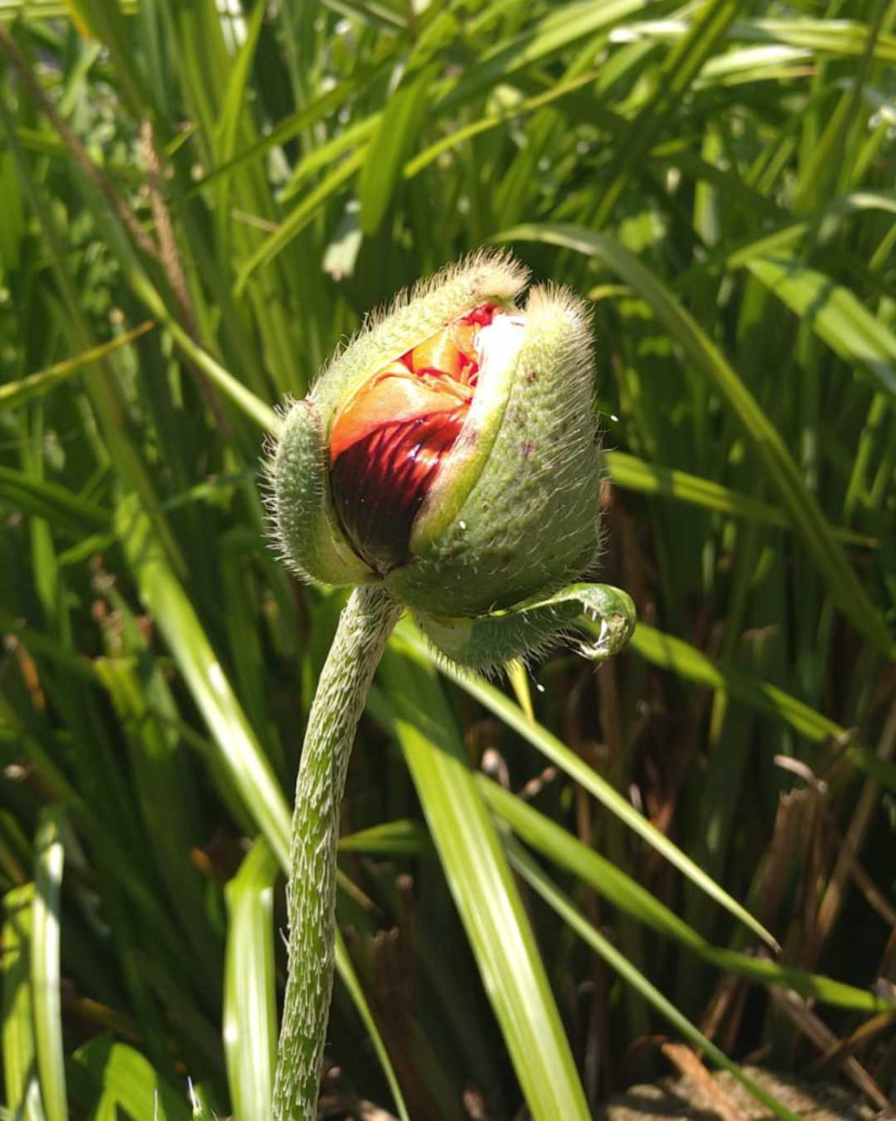 An Icelandic poppy fit to burst!