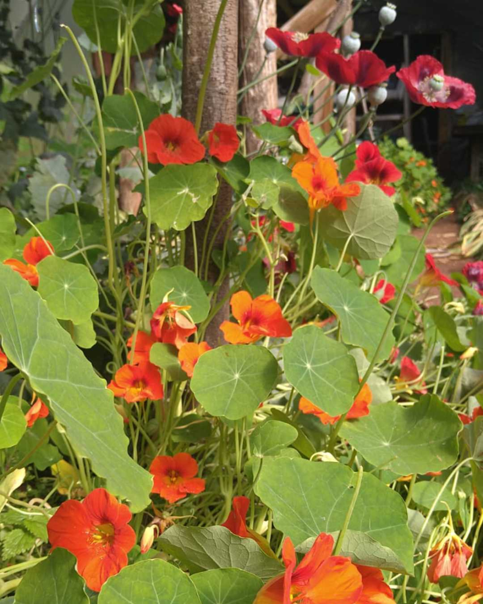 Nasturtium at The Barn