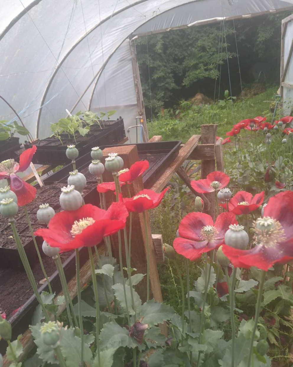 Poppies for the pollinators in The Barn's polytunnel