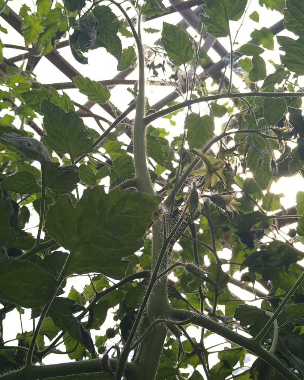 Tomatoes taking off in The Barn's polytunnel