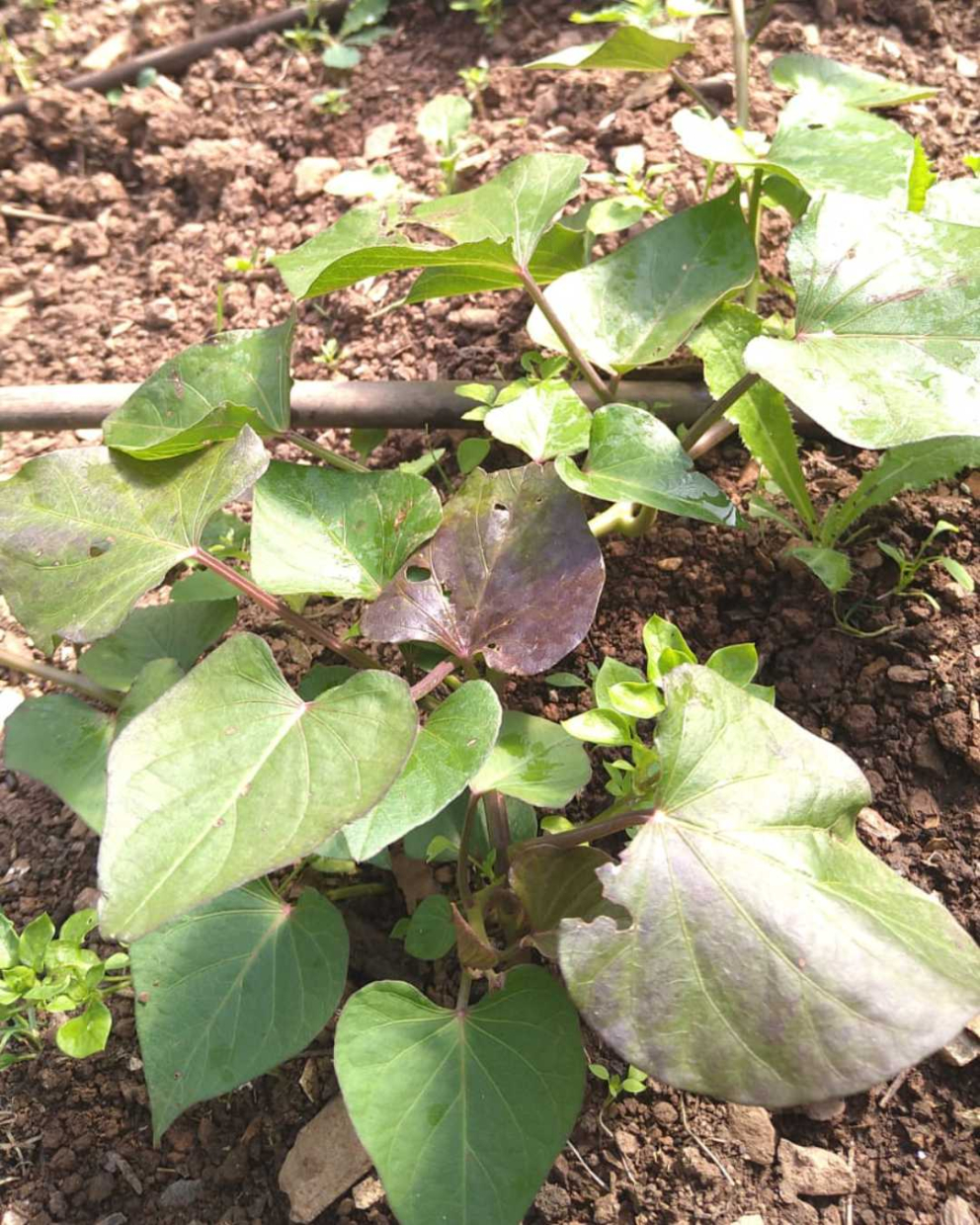 Sweet potatoes growing in The Barn's polytunnel