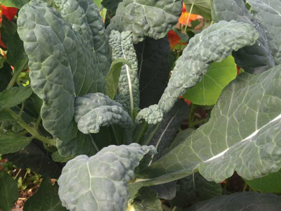 Cavolo Nero, with companion-planted flowers to ward off pests