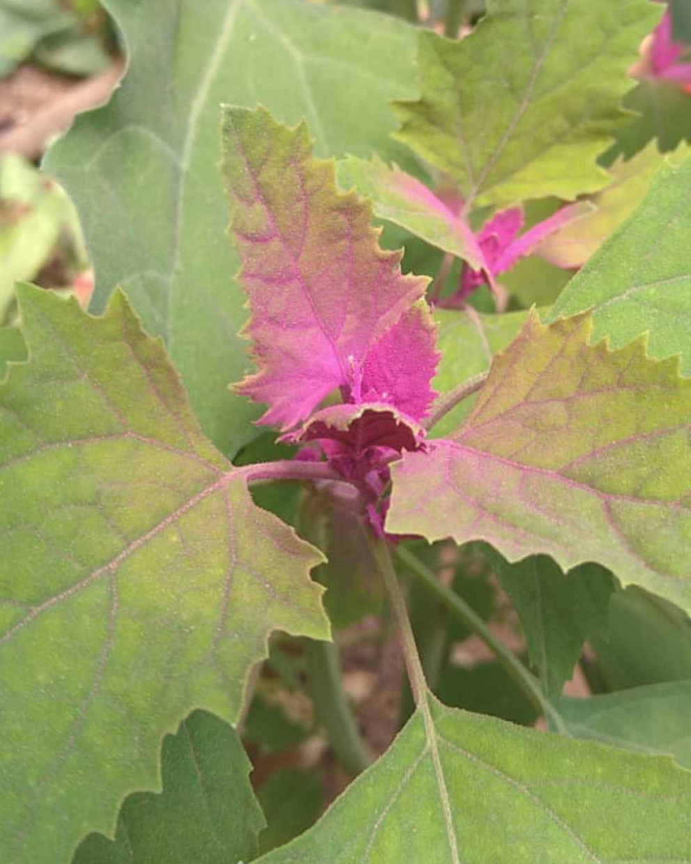 Hot Pink tree spinach, with natural glitter! And Lucca's fave...