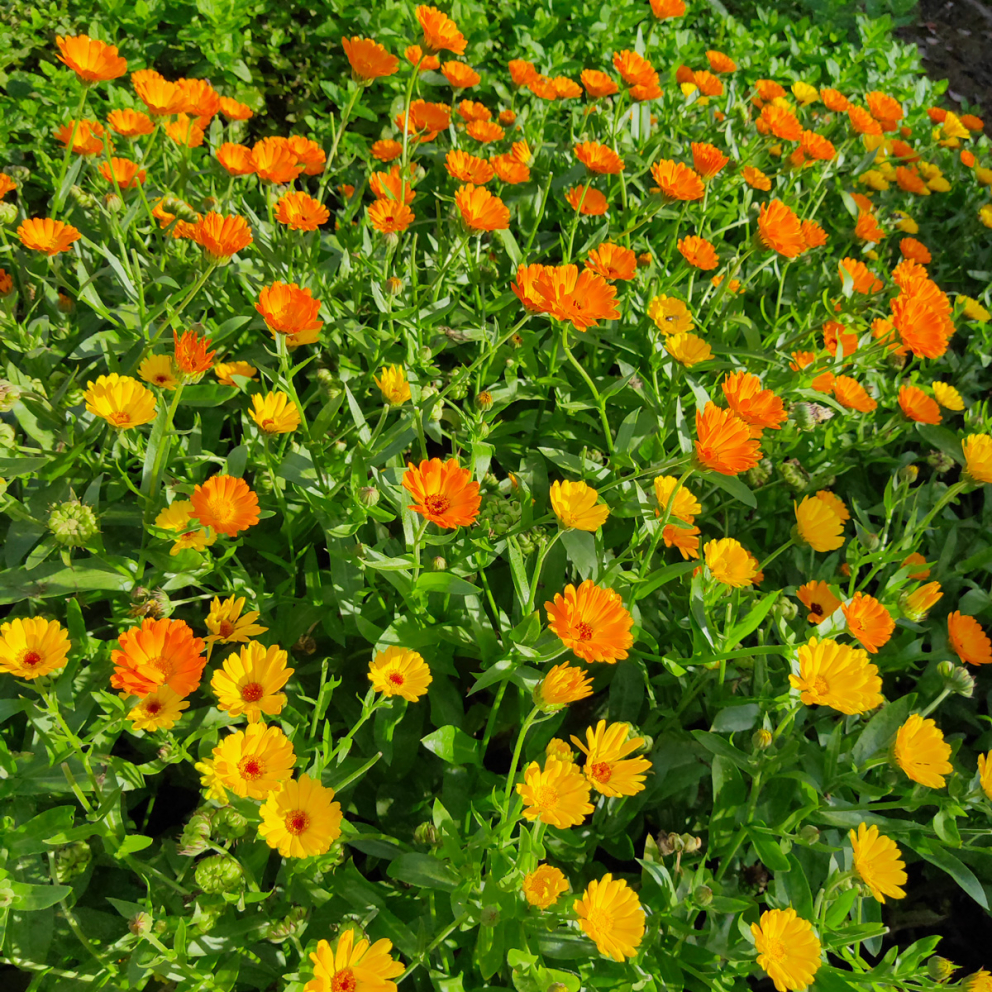 The Barn Gardens