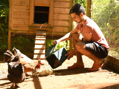 Chickens at The Barn Venue at Sharpham