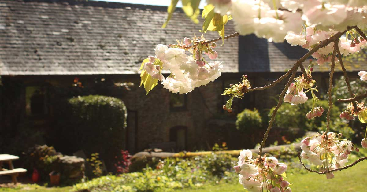 Spring blossom in the foreground of the rear of The Barn