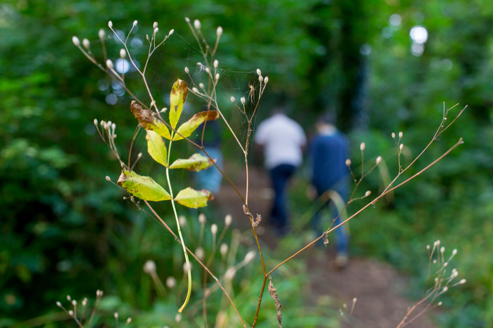 Sharpham Trust Woodland Retreats